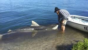 Surfer survives great white attack at kangaroo island, south aus. Shark In Lake May Be Great White Newcastle Herald Newcastle Nsw
