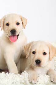 Pin On Labrador Retriever