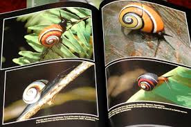 Image result for Polymixis polymita