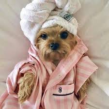 Buongiorno Pets Dogs Pet Dog Cats Dogsofinstagram Dogs And Cats Buongiorno Cats Dog Komik Kopek Resimleri Komik Kopek Fotograflari Hayvan Fikralari