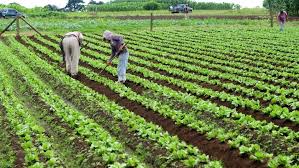 Lack of competition is one of the causes of the insufficiency of public industries. What Is The Future Of Agriculture In A Post Pandemic World