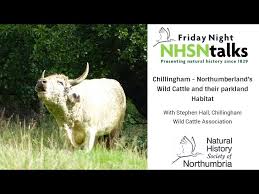 Image result for chillingham cattle