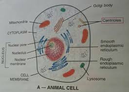 Thanks for stopping by, this is 2. Draw The Typical Animal Cell And Lable It S Parts Brainly In