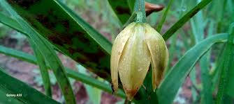 Image result for Littonia lindenii