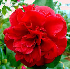 Camellia Tom Knudsen Flowers Camellia Botanical Gardens