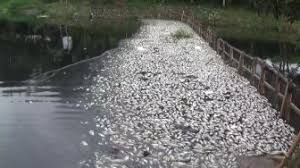 Akan memperoleh uang yang halal. Kumpulan Berita Ikan Mati 6 Ton Ikan Di Danau Maninjau Agam Kembali Mati Mendadak Ini Penyebabnya
