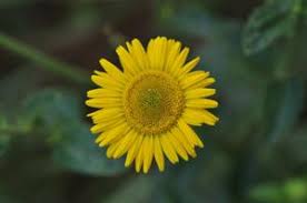 Image result for Anisopappus chinensis