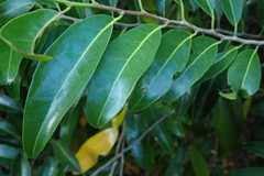 Image result for Casearia gladiiformis