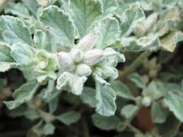 Image result for Glinus hirtus