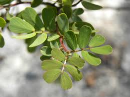 Image result for Chamaecrista