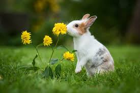 You could provide a small number of radish leaves to your bunny for bringing the variation of their diets. Bunny Food List Which Fruits Vegetables And Herbs Are Safe Rabbit Hole Hay