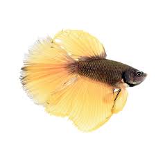 Male Bumblebee Betta Betta Splendens Betta Betta Fish