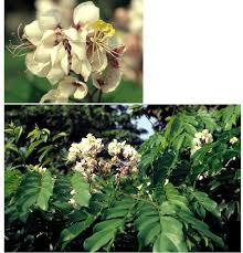 Image result for Micklethwaitia