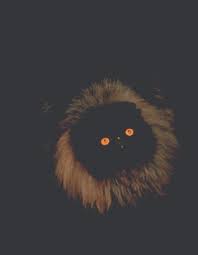 Lots of pedigreed cats have copper eyes. Persian Cat Wikiwand