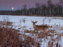 How Moon Phases Will Impact Deer Hunting During The Rut This
