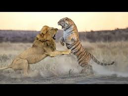 Guadalajara atlético san luis vs. 10 Batallas Epicas De Animales Salvajes Leon Vs Tigre E P 45 Youtube