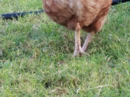 Hypoparathyroidism is a reduced activity of the parathyroid hormone (pth), and this can lead to low calcium and high phosphorus in the blood. Hen With A Hurt Leg Advice Needed Chicken Forum