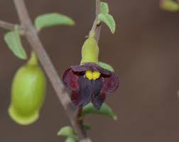 Image result for Tinnea galpinii