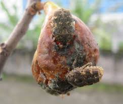 Mango flower beetle (367)