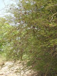 Image result for Acacia ataxacantha