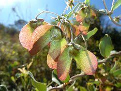 Image result for Sphedamnocarpus angolensis