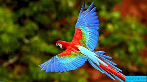 صور ببغاء ملون بألوان عديدة. Ø§Ù„ÙØ§ØªØ­ÙˆÙ† ÙˆØ§Ù„Ø£Ø²ØªÙŠÙƒ Ø¹Ù†Ø¯Ù…Ø§ ÙŠÙƒÙˆÙ† Ø§Ù„Ø±ÙŠØ´ Ø£ÙƒØ«Ø± Ù‚ÙŠÙ…Ø© Ù…Ù† Ø§Ù„Ø°Ù‡Ø¨ Ø§Ù„Ø¬Ø²Ø¡ Ø§Ù„Ø«Ø§Ù†ÙŠ Ø§Ù„Ù‚ØµØ© 2021