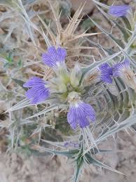 Image result for Blepharis