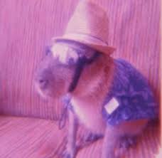 You can take any video, trim the best part, combine with other videos, add soundtrack. Carpincho En 2021 Memes Gilipolleces Animales