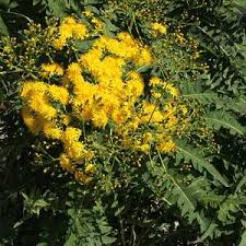 Image result for Sonchus friesii