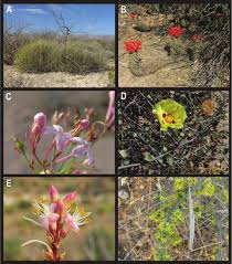 Ustedes no quieren en pelas ni nada, se fueron al patio del vecino que les cae bien, y le roban las plantas, y el chamizo seco y lo pega con. An Annotated Checklist Of The Vascular Plants Of Mulege Baja California Mexico