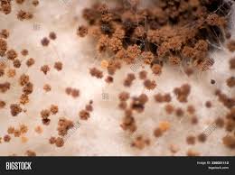 Mold control works as it dries by crushing mold spore at the roots. Bread Mold Fungi Under Image Photo Free Trial Bigstock