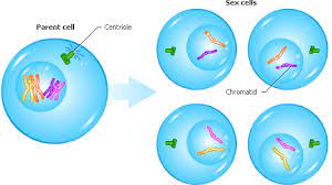 The growth and division of different cell populations are regulated in different ways, but the basic mechanisms are similar throughout multicellular organisms. Cell Division Forestrypedia