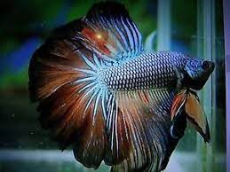 However, over the years, breeding has created different patterns and an array of. Live Betta Fish Imported Ultra Rare Gorgeous Color Over Halfmoon Rosetail Male Betta Fish Betta Rare Fish