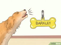 As you look for ideas, we should note that there's nothing wrong with giving your dog an ordinary name. How To Find Unique Dog Names 12 Steps With Pictures Wikihow