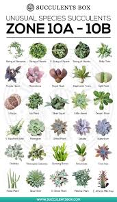 Check spelling or type a new query. Choosing Succulents For Zone 10 California Florida And Hawaii Types Of Succulents Plants Planting Succulents Succulents