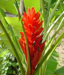 Image result for Musa sp. (Ornamental bananas)