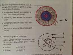 Berikut ini adalah soal struktur dan fungsi jaringan tumbuhan kelas 8 kurikulum 2013 yang telah kami lengkapi dengan kunci jawabannya. 5 Perhatikan Gambar Anatomi Akar Di Samping Berdasarkan Gambar Fungsi Dari Struktur X Adalah A Brainly Co Id