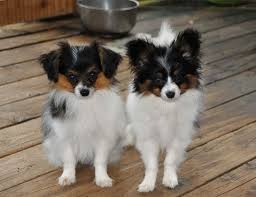 Black And White Papillon Dog The Phalene Dog Findgreatdogs Papillon Puppy Papillon Dog Dogs