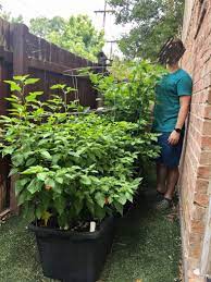 Best tips how to grow peppers. Pepper Plants Almost As Tall As Me 6 Ft Hotpeppers