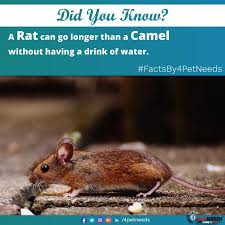 The humps are fat and water storage, allowing them to go a long time without food or water. Do You Know This Fact About Rats Factsby4petneeds Doyouknow Daillyfacts Fact Petfacts Facts 4petneeds Unknownfacts Rats Rat Pets Rats Animals