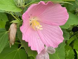 Image result for Hibiscus barbosae