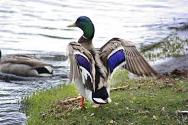 Let There Be Ducks Duck Mallard Duck Duck Hunting