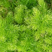 Image result for A. densiflorus Sprengeri