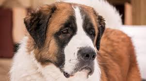 Check spelling or type a new query. Saint Bernard Mixes 15 Beautiful Crossbreeds With Pictures