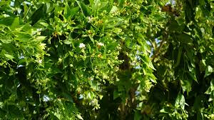 Check spelling or type a new query. Night Jasmine Harsingar Parijat And Its Health Benefits And Herbal Remedies Hubpages