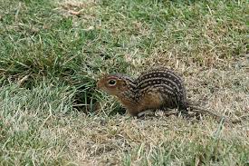 They prefer open grasslands and often stand on their hind legs to survey their surroundings. Overlooked Animals In Pennsylvania Wildlife Leadership Academy