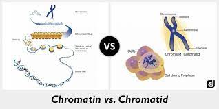 Chromatin Vs Chromatid Telomeres X Chromosome Coding