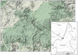 Image result for Multidentia sp. A