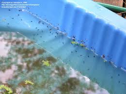 These are generally formulated to be from there, you need to only clean the pool and refill it using chlorine to keep out such creatures in the future. Wildlife Tadpoles In Grandson S Swimming Pool 1 By Georgiajo