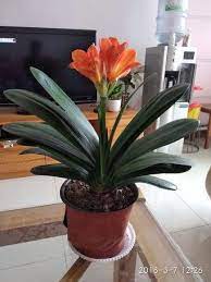早春如何巧管君子蘭記住這幾點坐等花開爆滿盆 plants